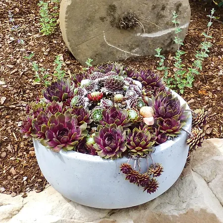 Winzerlodge, Hatzelberg *